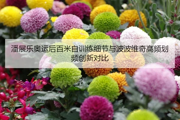潘展乐奥运后百米自训练细节与波波维奇高频划频创新对比
